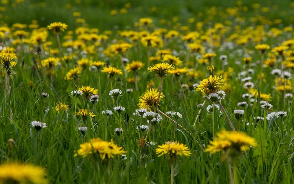 Meadow Spring Filled Fresh Green Grass Dandelion Flowers Daisies Backlight — 스톡 사진