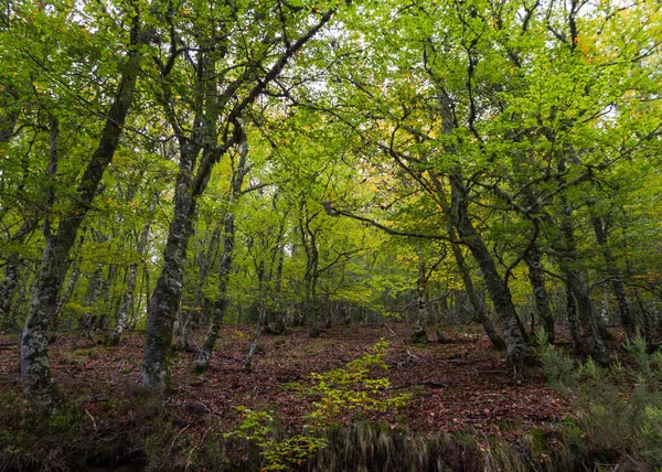 Beech Forest Early Fall — Stock Photo, Image