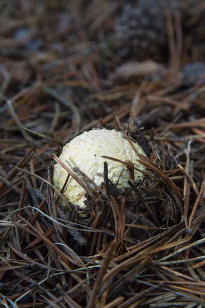 Detail Amanita Egg Being Born First Moments Growth Floor Pine — 图库照片