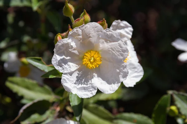 Ένα Μόνο Λευκό Λουλούδι Την Άνοιξη Rockrose — Φωτογραφία Αρχείου