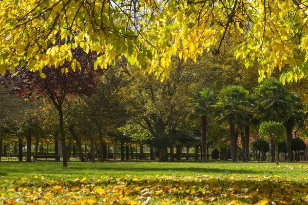 Autumn City Park Various Species Trees Yellow Fallen Leaves Bushes — Zdjęcie stockowe