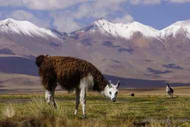 Lama.