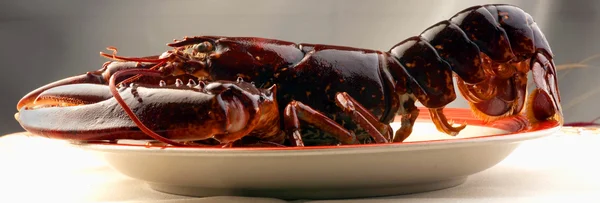 Lobster on plate — Stock Photo, Image