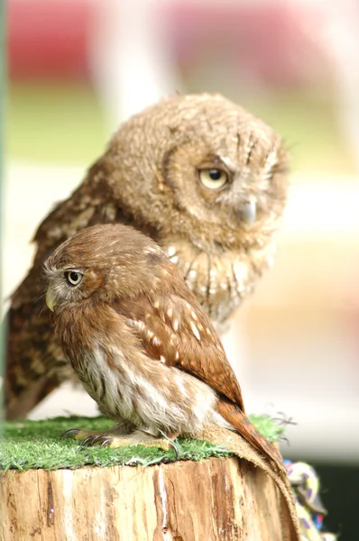 Mamá y bebé búho — Foto de Stock