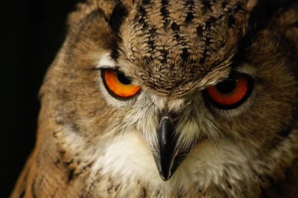 Portrait of owl — Stock Photo, Image