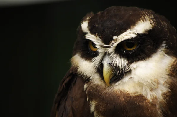 Portret van de uil Stockafbeelding