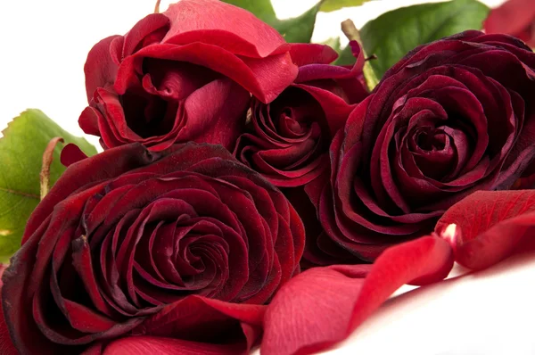 Red roses — Stock Photo, Image