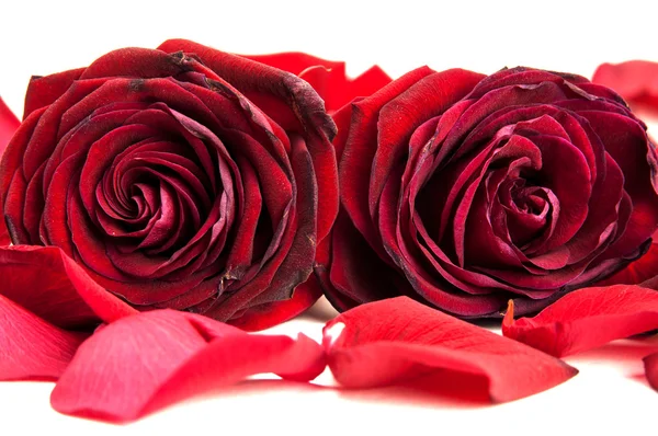 Red roses — Stock Photo, Image