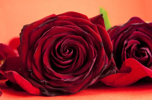 Red roses — Stock Photo, Image