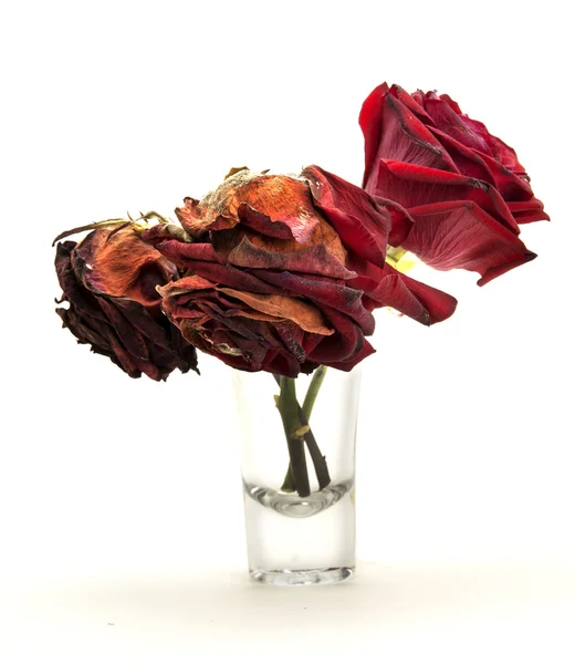 Life of red roses — Stock Photo, Image