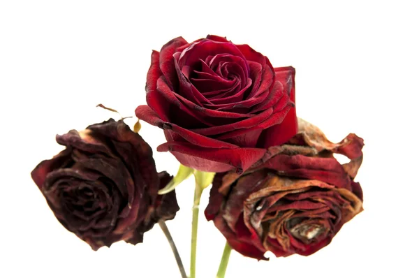 Жизнь красных роз — стоковое фото