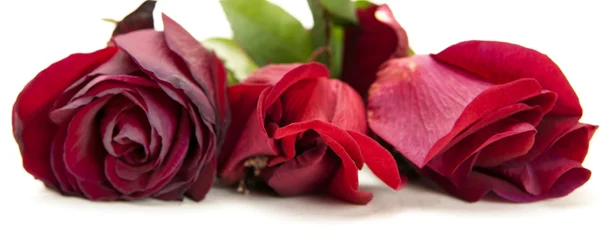 Red roses — Stock Photo, Image