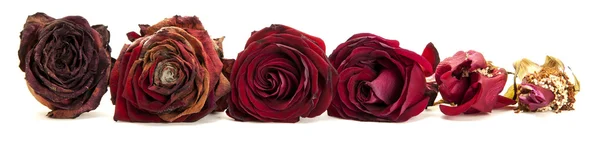 Жизнь красных роз — стоковое фото