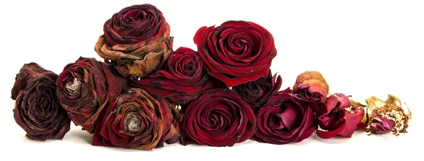Život červených růží — Stock fotografie