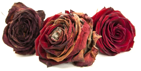 Leven van rode rozen Stockfoto
