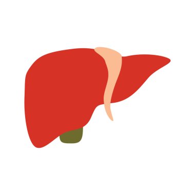 Beyaz arka plan üzerinde izole karaciğer