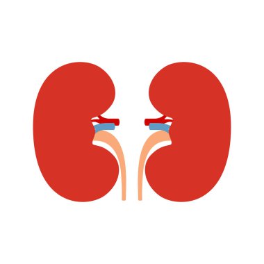 Beyaz arka planda izole edilmiş böbrekler