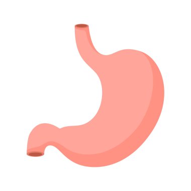 Mide beyaz arkaplanda izole