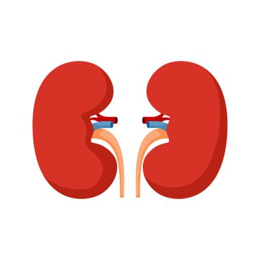 Beyaz arka planda izole edilmiş böbrekler