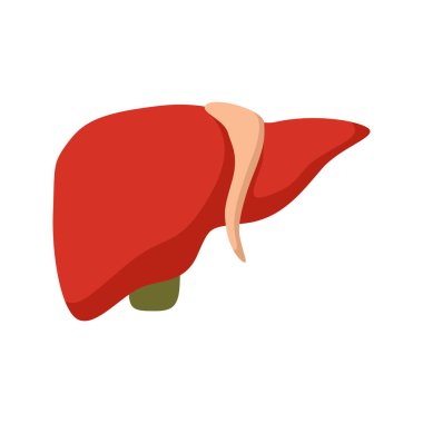 Beyaz arka plan üzerinde izole karaciğer