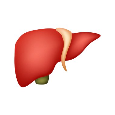 Beyaz arka plan üzerinde izole karaciğer