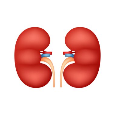 Beyaz arka planda izole edilmiş böbrekler