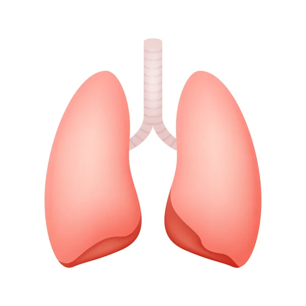在白色背景下隔离的肺 — 图库矢量图片