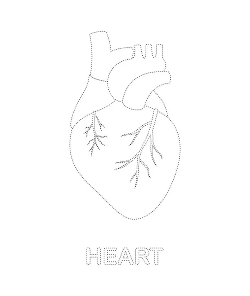 Human Heart Tracing Worksheet Kids — Wektor stockowy