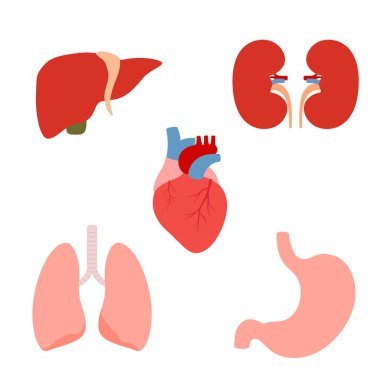 İnsan iç organları seti