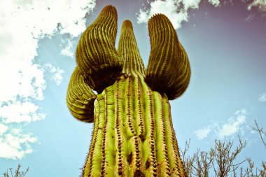 Arizona büyük kaktüs