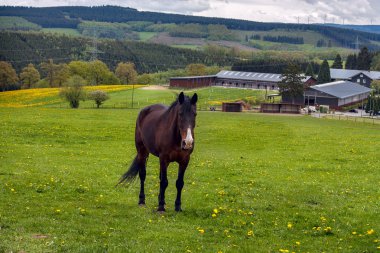 çiftlik at alanında