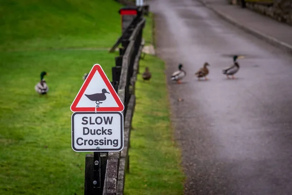 Aviso de sinalização rodoviária para ter cuidado com patos e patinhos que atravessam a estrada, colocados sobre uma cerca ao lado da estrada, sobre um fundo nublado enquanto os patos passam. — Fotografia de Stock