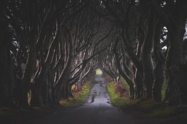 ANTRIM, Kuzey İrlanda, 20 ARALIK 2018: Kuzey İrlanda 'daki Dark Hedges. Çok eski ağaçların arasından geçen görkemli, ürkütücü ve gizemli bir yol. Game of Thrones 'da Kings Road olarak yer aldı..