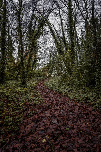 爱尔兰基尔肯尼森林里的一条平静的小路，冬天被绿叶和褐色叶混合在一起的树木环绕着. — 图库照片