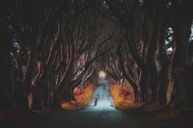 Kuzey İrlanda 'daki Dark Hedges. Çok eski ağaçların arasından geçen görkemli, ürkütücü ve gizemli bir yol. Game of Thrones 'da Kings Road olarak yer aldı.