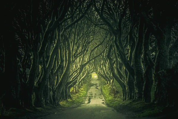 ANTRIM, NORTHER IRELAND, 20 de dezembro de 2018: The Dark Hedges in Northern Ireland. Estrada majestosa, assustadora e misteriosa através de árvores muito antigas. Destaque no Jogo dos Tronos como a Estrada dos Reis. — Fotografia de Stock