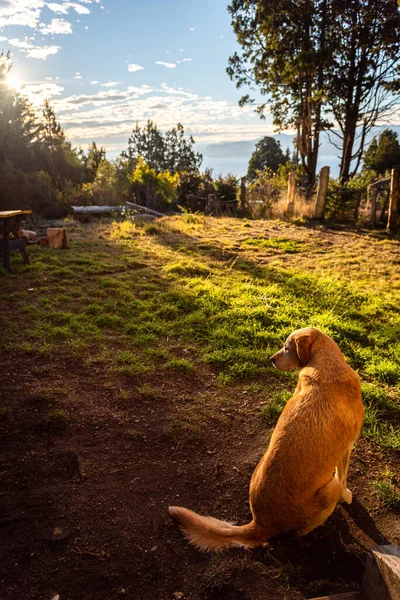 Przyjazny i zmęczony pies czeka na swego pana przed drzwiami domku w lesie w błyszczący, słoneczny dzień. Widziany od tyłu. — Zdjęcie stockowe