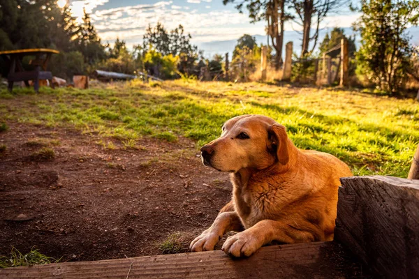 輝く晴れた日に森の中の小屋の入り口の外で主人を待っているフレンドリーな犬. — ストック写真