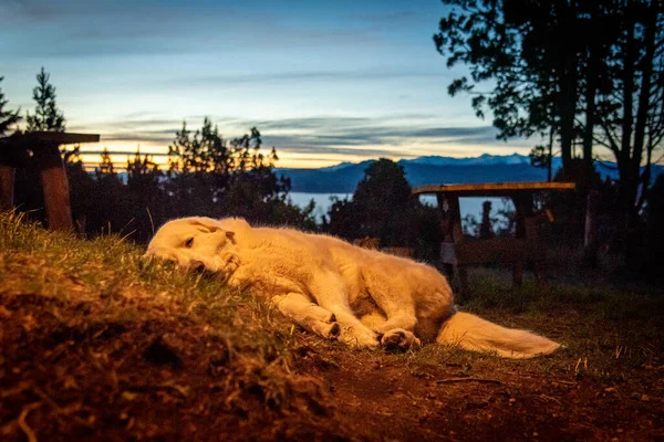 Śpiący pies przed domem w chłodny dzień. Pojęcie samotności, smutku i zmęczenia — Zdjęcie stockowe