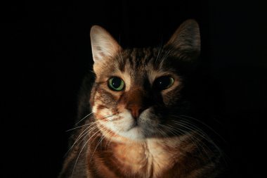 Siyah arkaplan ile tekir kedi portresi