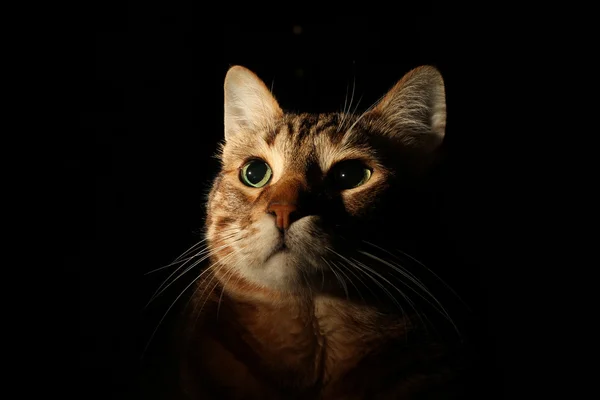 Siyah arkaplan ile tekir kedi portresi