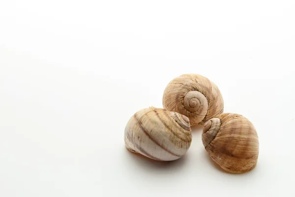 3 shells — Stock Photo, Image