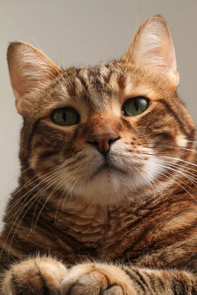 mutsuz kedi