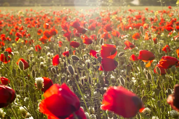 Papaver field — Stock Photo, Image