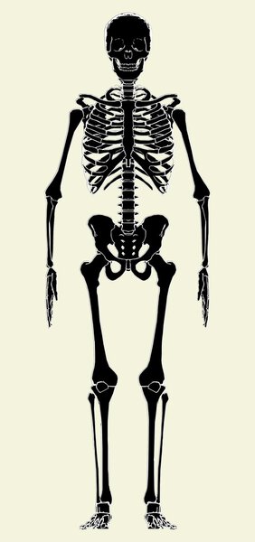 Human Skeleton Vector