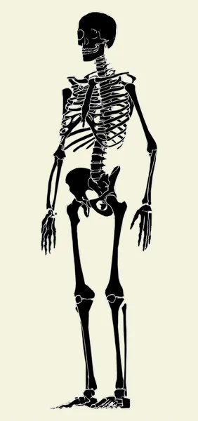 Human Skeleton Vector — Stock Vector