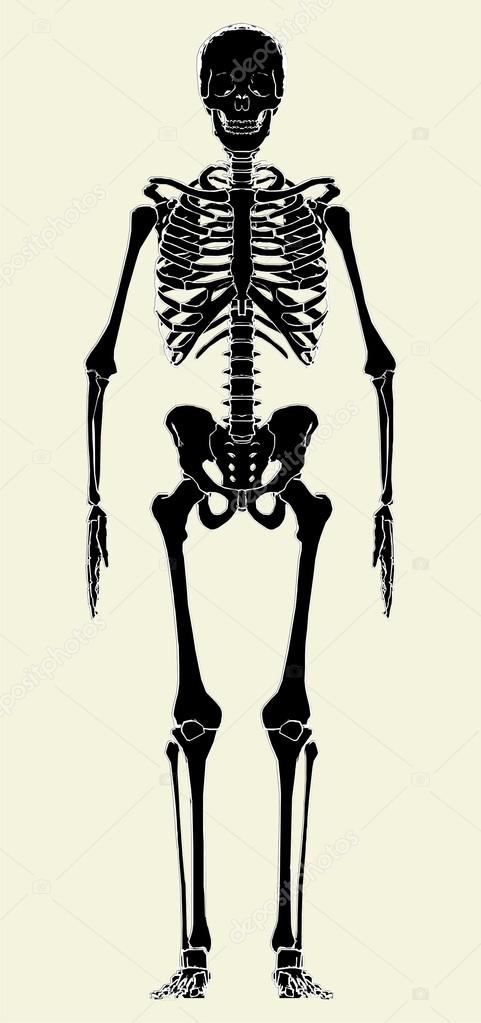 Human Skeleton Vector