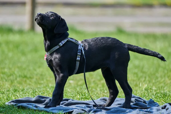 Labrador Retrievers Está Formação — Fotografia de Stock