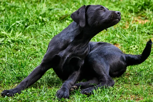 Labrador Retriever Geniet Van Zon — Stockfoto