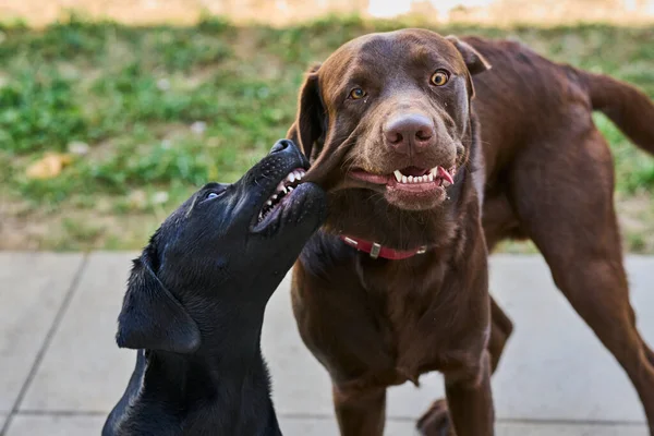 Dois Labrador Retrievers Jogar Redor — Fotografia de Stock